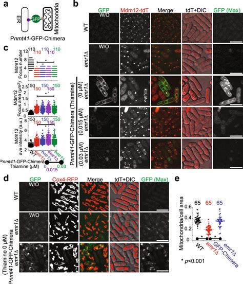 Emr1 regulates the number of foci of the endoplasmic reticulum  .